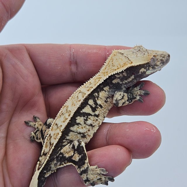 100% Het Axanthic