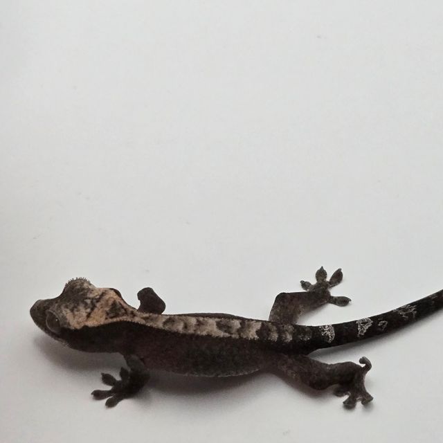 루왁