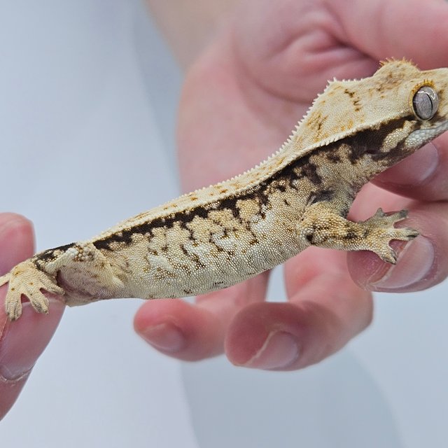 100% Het Axanthic
