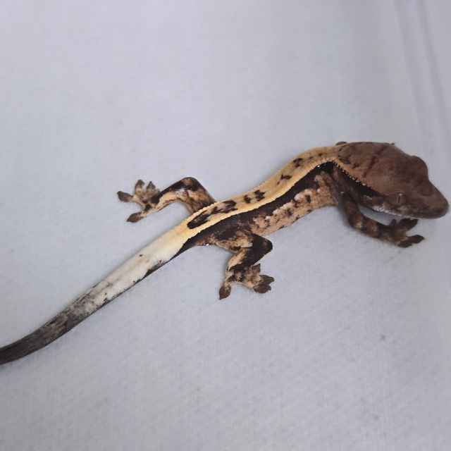 세이블