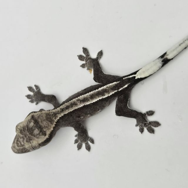 아잔틱
