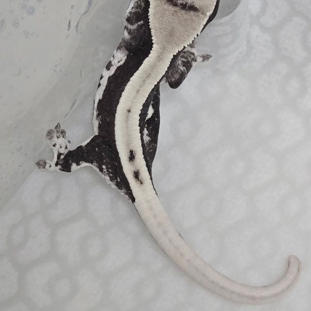 릴잔틱