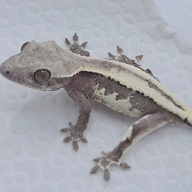 Axanthic LW Sable