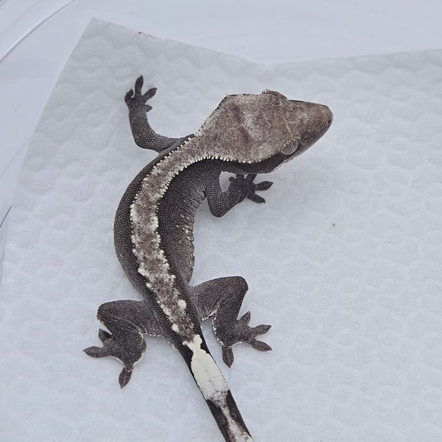 Axanthic