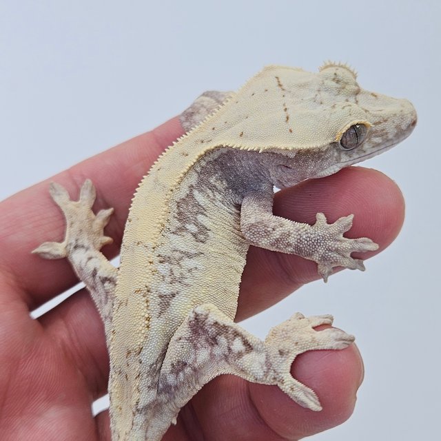 100% Het Axanthic