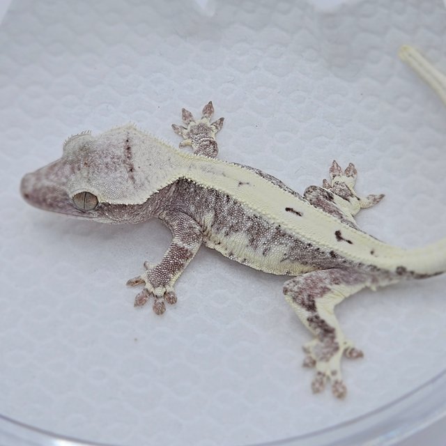 Lilly Axanthic