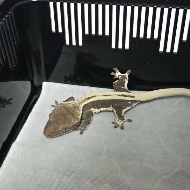 릴잔틱