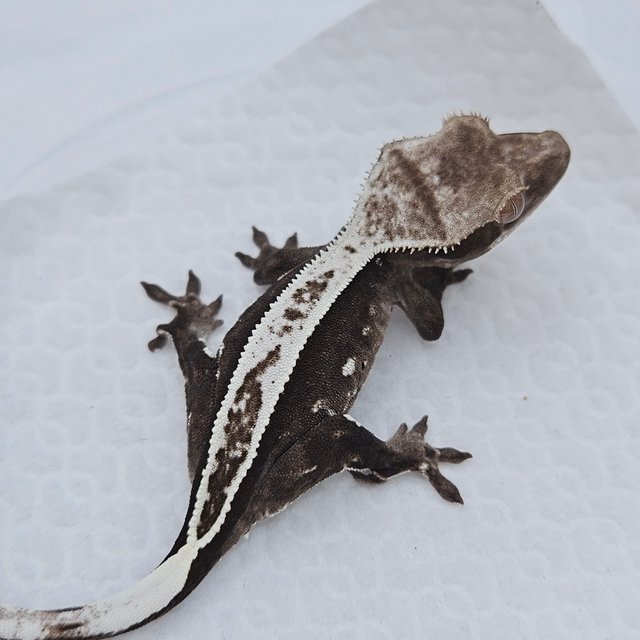 Axanthic
