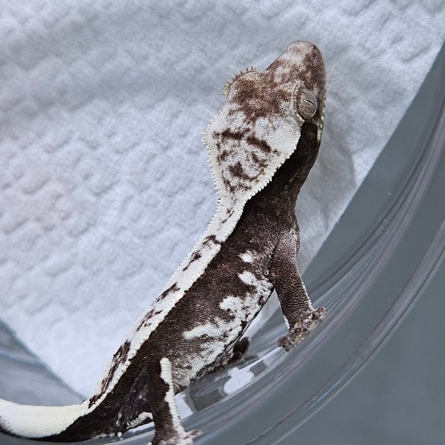 Axanthic