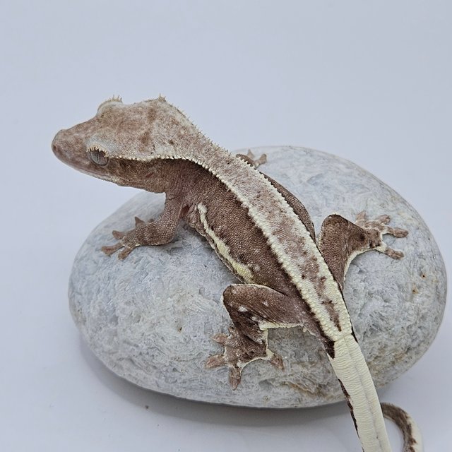 Lilly Axanthic