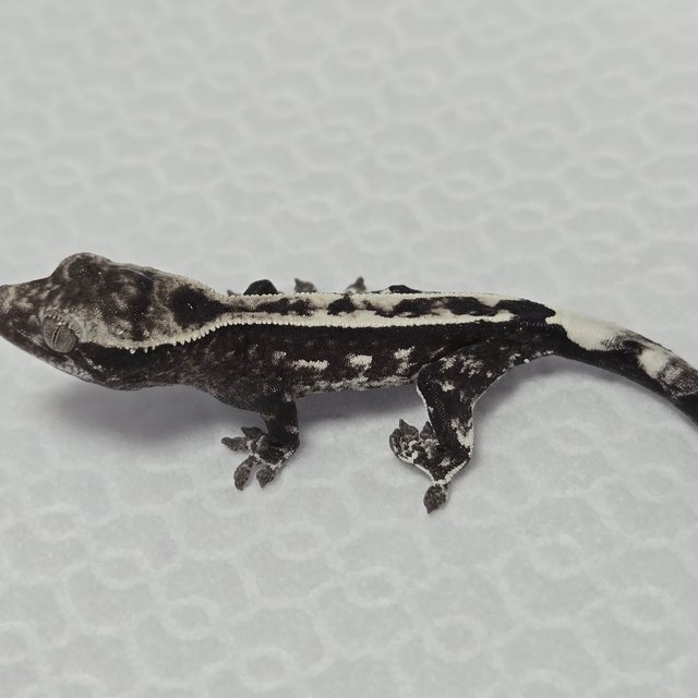 아잔틱 카푸치노