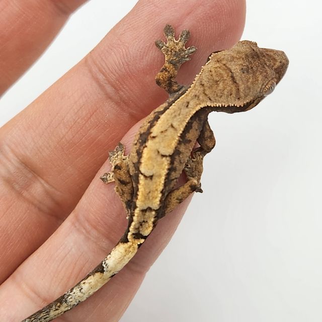 세이블