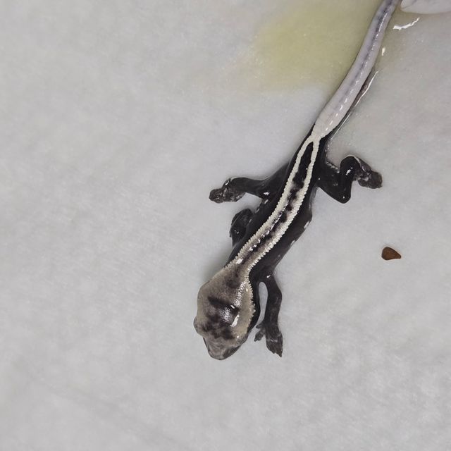 아잔틱