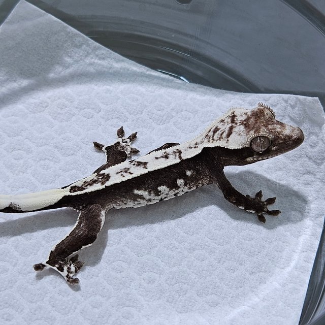 Axanthic