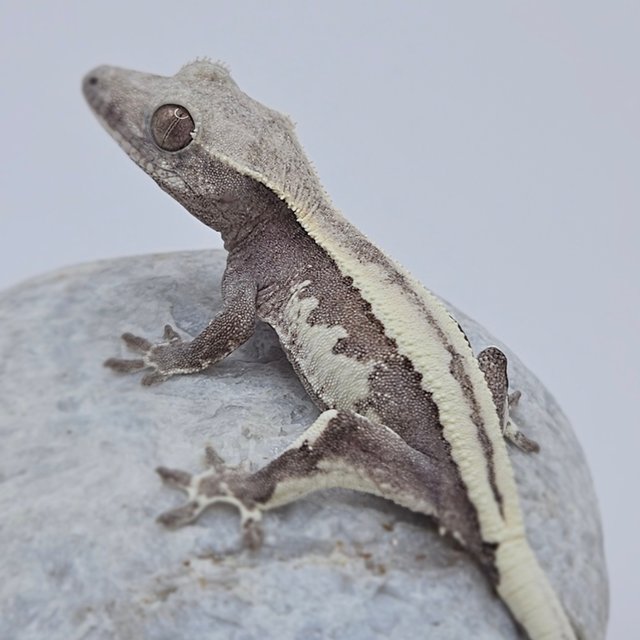 Axanthic LW Sable