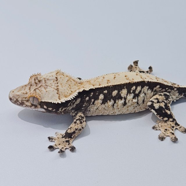 100% Het Axanthic