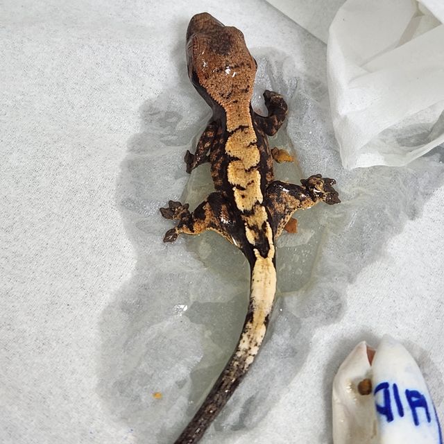 세이블