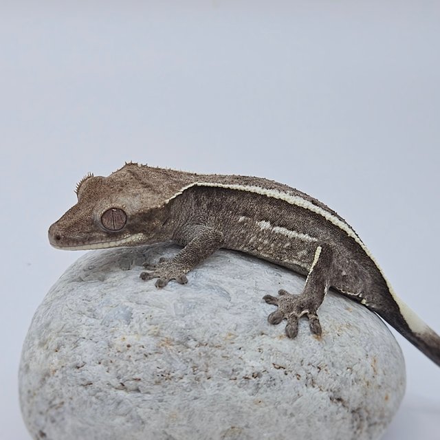 Axanthic