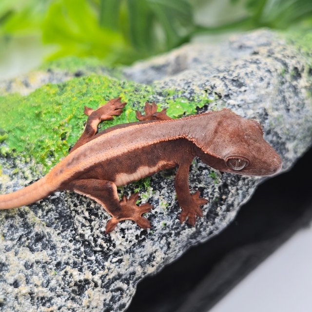 초초 릴리화이트