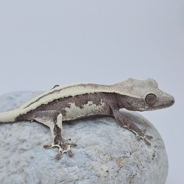 Axanthic LW Sable
