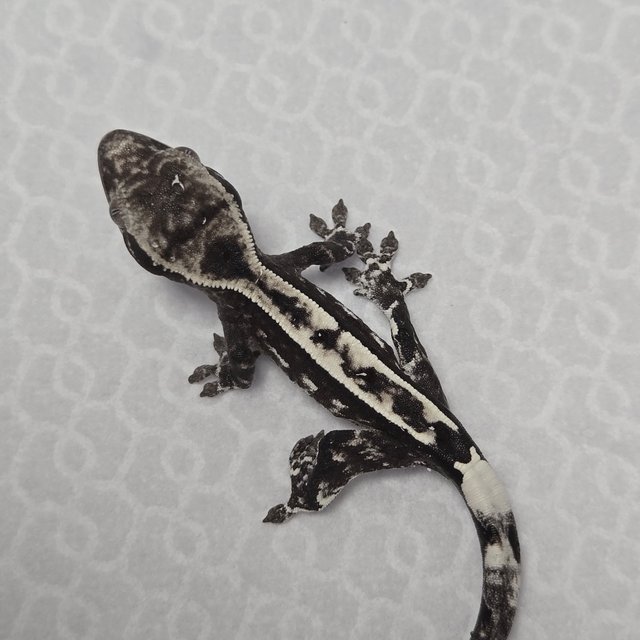 아잔틱 카푸치노