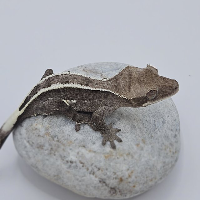 Axanthic