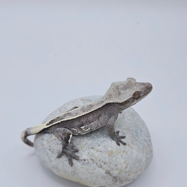 Sable Axanthic
