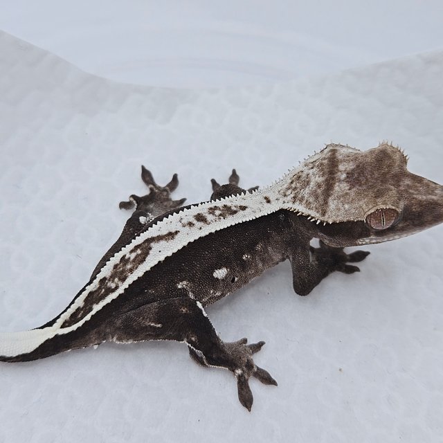 Axanthic