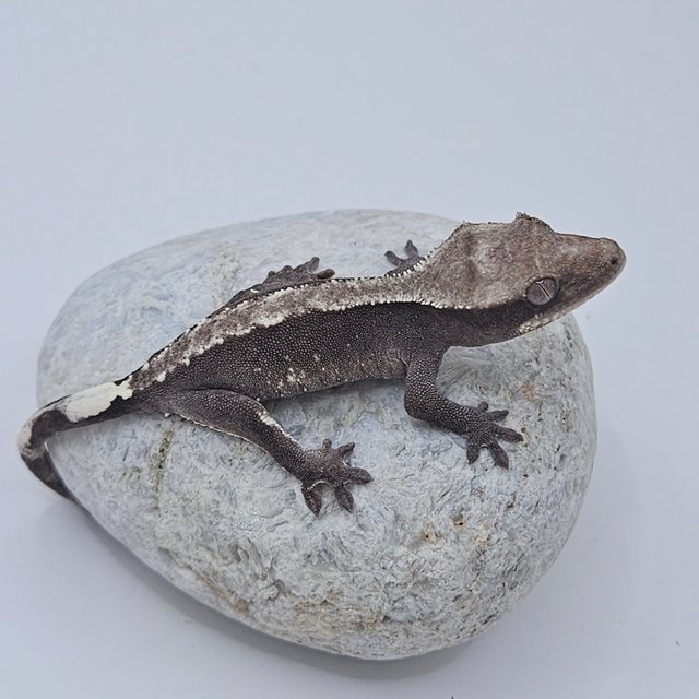 Axanthic