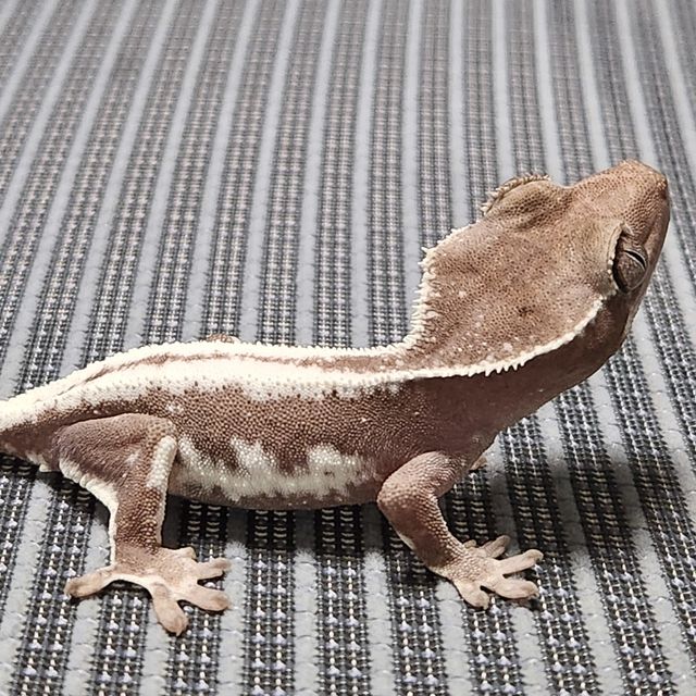 릴잔틱