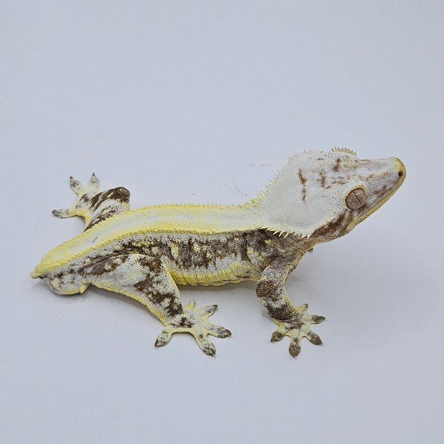 Lilly Axanthic