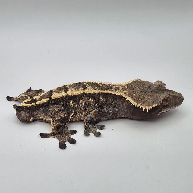 세이블