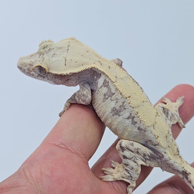 100% Het Axanthic