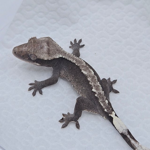 Axanthic