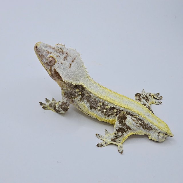 Lilly Axanthic