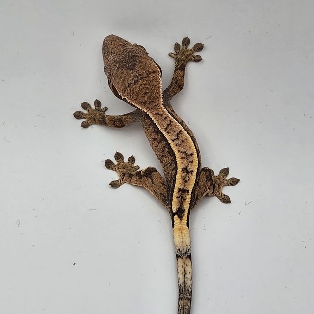 세이블