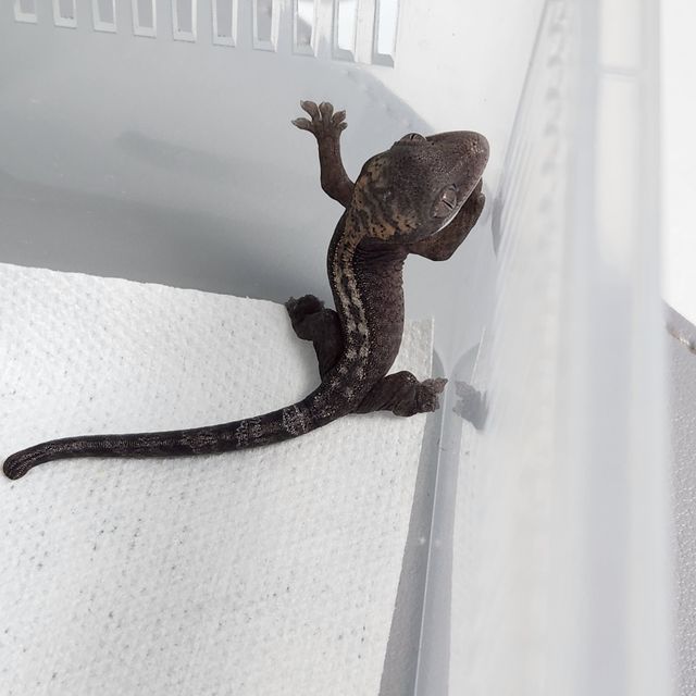 루왁