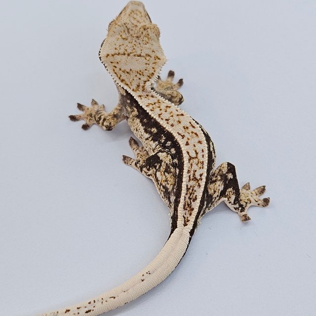 100% Het Axanthic