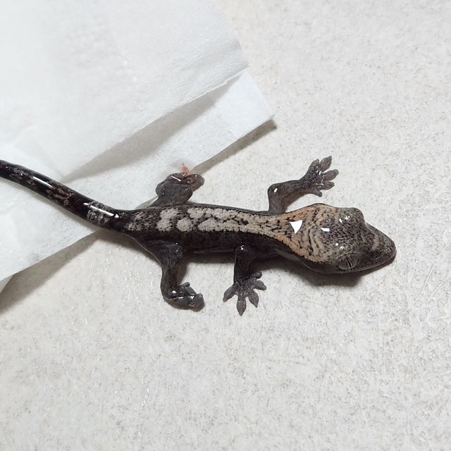 루왁