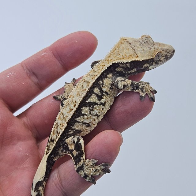 100% Het Axanthic