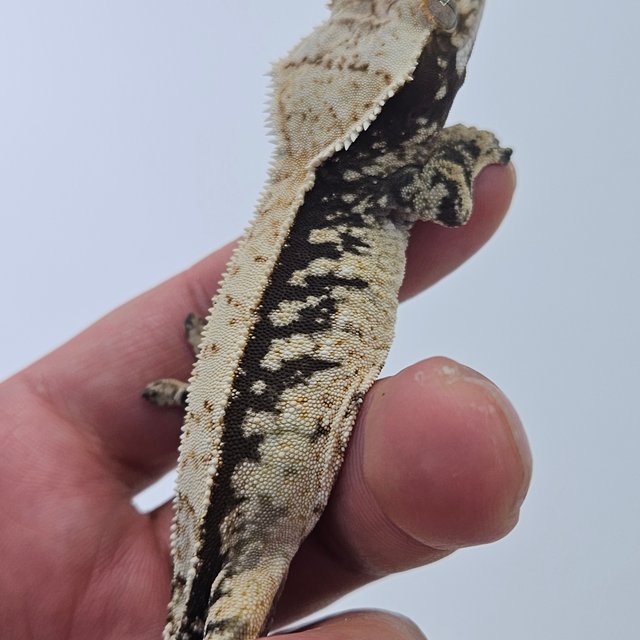 100% Het Axanthic