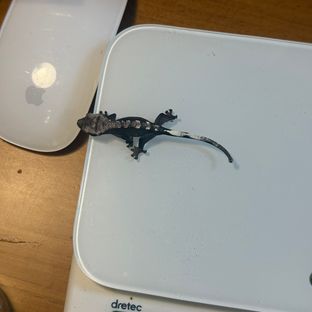 아잔틱