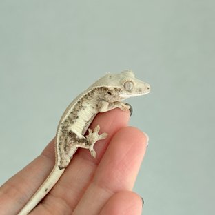 크림 릴리화이트