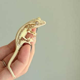 크림 릴리화이트