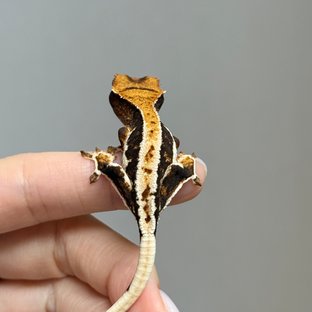 릴리100%헷아잔틱