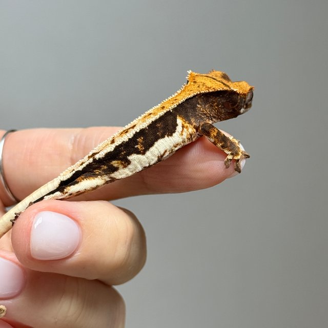 릴리100%헷아잔틱