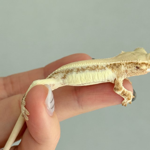 크림 릴리화이트