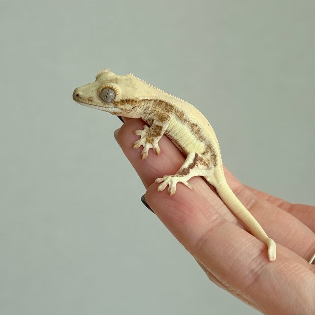 크림 릴리화이트