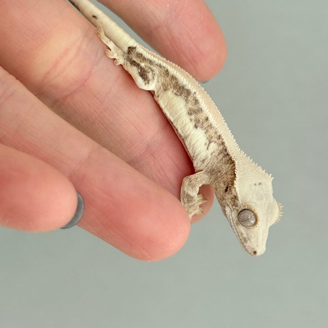 크림 릴리화이트