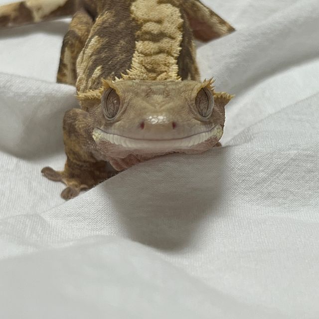 100%헷아잔틱